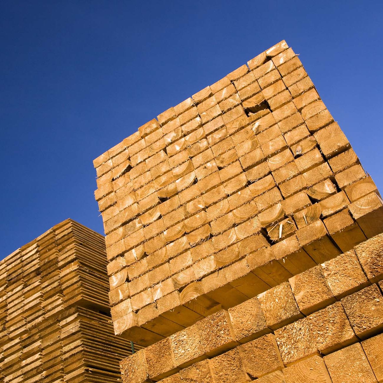 Low angle with of tall stack of cut wood or timber with blue sky background.